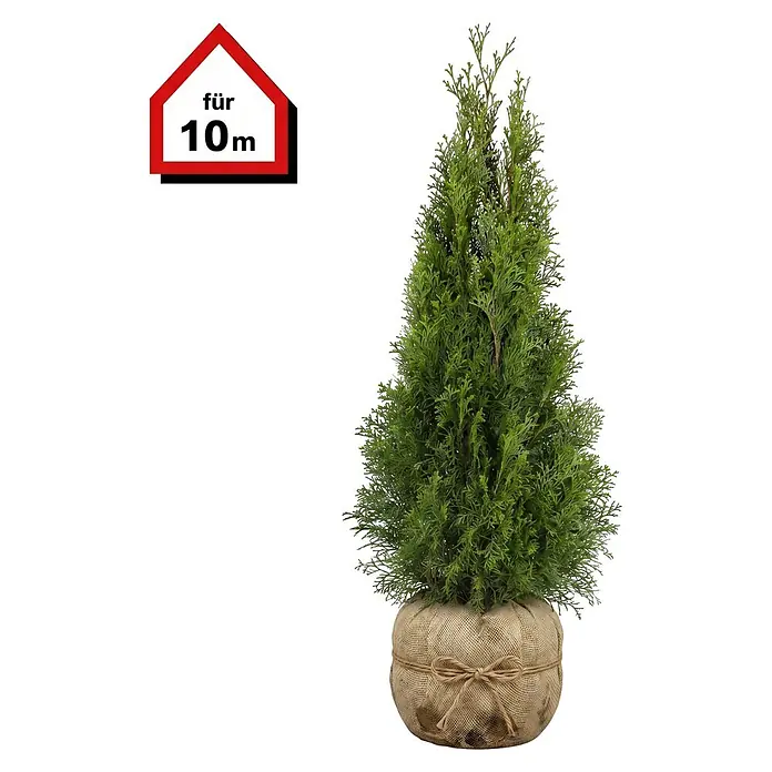 Piardino Lebensbaum Smaragd - 80 cm - 100 cm, Thuja occidentalis 'Smaragd', 30 Stk. - Künstlicher grüner Nadelbaum in konischer Form, dessen Basis mit natürlicher Jute umwickelt und mit einer Schleife gebunden ist.