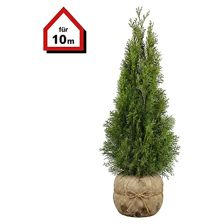 Piardino  Lebensbaum Smaragd