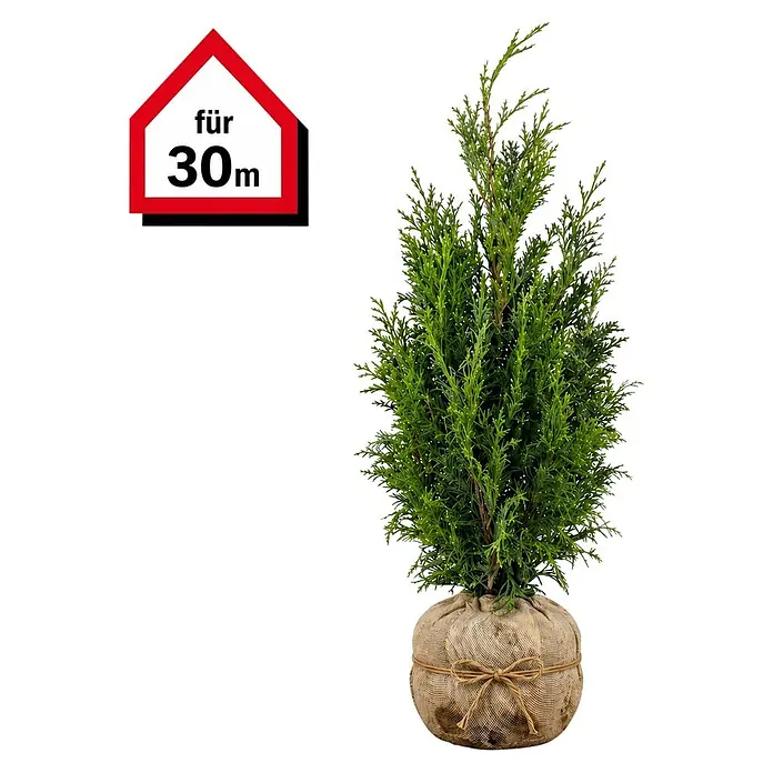 Piardino Lebensbaum Smaragd - 140 cm - 160 cm, Thuja occidentalis 'Smaragd', 60 Stk. - Kleine immergrüne Pflanze mit grünem Laub, Basis in natürlichem Sackleinen gebunden mit einer Schnur.