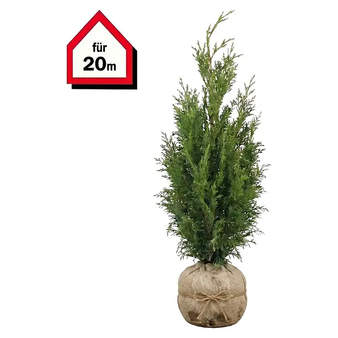 Piardino Lebensbaum Smaragd - 140 cm - 160 cm, Thuja occidentalis 'Smaragd', 40 Stk. - Dekorative grüne Konifere im Jutesack-Topf, mit rotem Haus-Schild "für 20m".