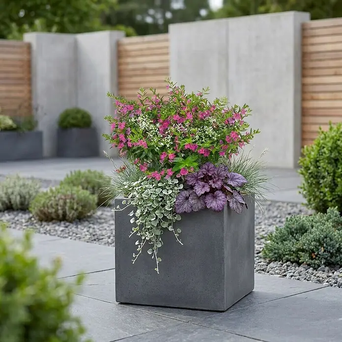 Piardino Stauden-Set - Cuphea Euphorbia Duo, Topfgröße: 13 cm - Dunkelgrauer quadratischer Pflanzkübel mit bunten Blüten und Blättern in einem modernen Gartenbereich.