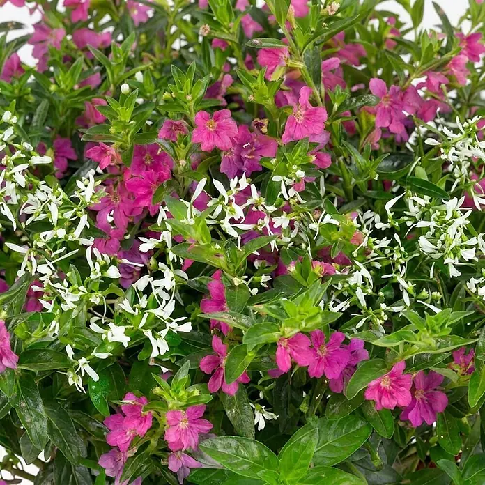 Piardino Stauden-Set - Cuphea Euphorbia Duo, Topfgröße: 13 cm - Lebendige pinke und weiße Blüten mit grünem Laub, ideal zur Dekoration.