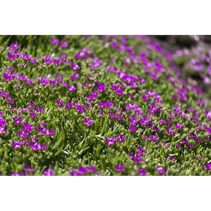Piardino Mittagsblume - Delosperma cooperi, Topfgröße: 12 cm, Verschiedene Farben - Leuchtend violette Blüten mit grünen, sukkulenten Blättern bilden einen dichten Bodendecker.