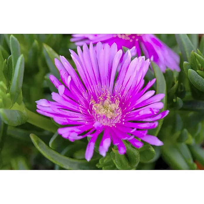 Piardino Mittagsblume - Delosperma cooperi, Topfgröße: 12 cm, Verschiedene Farben - Eine leuchtend magentafarbene Blüte mit zarten Blütenblättern und gelben Staubgefäßen, blühend zwischen fleischigen grünen Sukkulentenblättern.