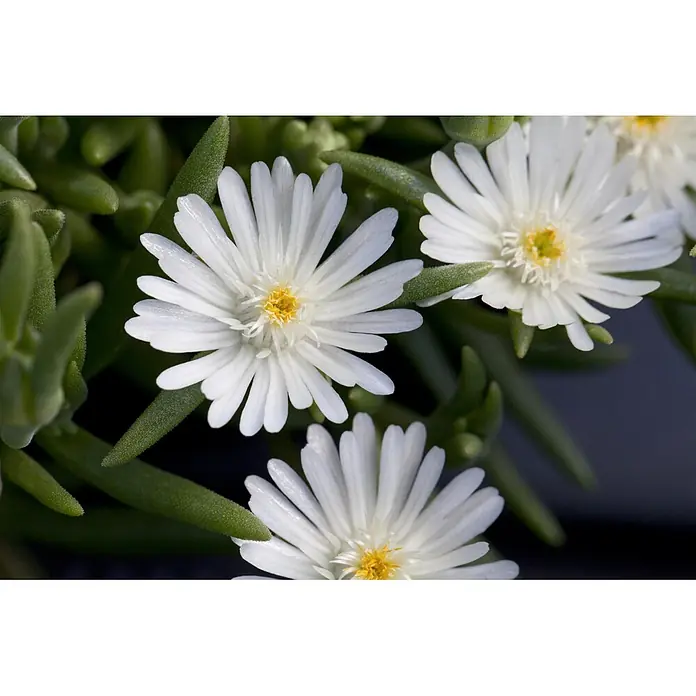 Piardino Mittagsblume - Delosperma cooperi, Topfgröße: 12 cm, Verschiedene Farben - Weiße, margeritenähnliche Blüten mit gelben Zentren, eingebettet in grüne, sukkulente Blätter.