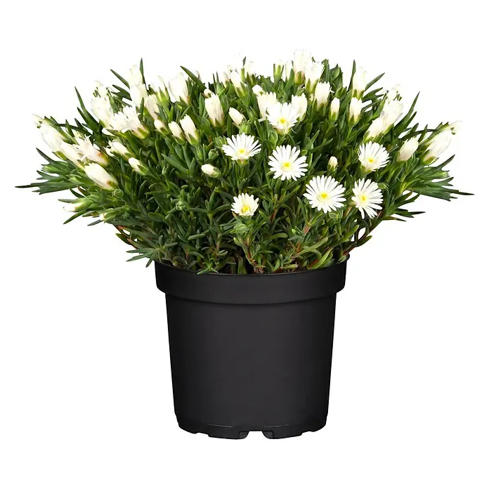 Piardino Mittagsblume - Delosperma cooperi, Topfgröße: 12 cm, Verschiedene Farben - Schwarze Topfpflanze mit weißen Blüten und Knospen.