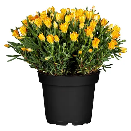 Piardino  Mittagsblume