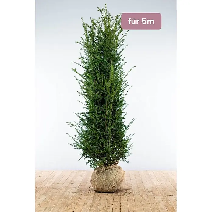 Heijnen Pflanzen Heimische Eibe - Taxus baccata, Topfgröße: 40 cm, Aktuelle Wuchshöhe: 200 cm - 225 cm - Hohe, schlanke grüne Nadelpflanze im Jutesack, beschriftet mit 'für 5m'.