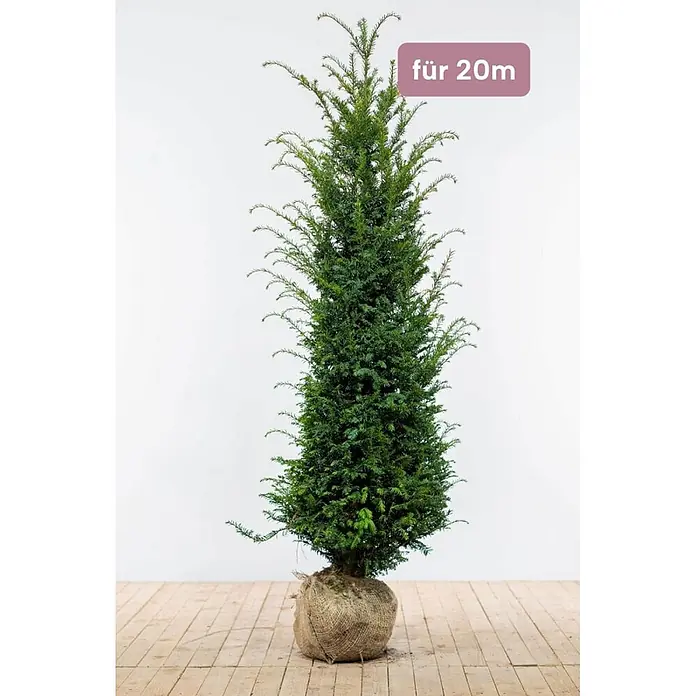 Heijnen Pflanzen Heimische Eibe - Taxus baccata, Topfgröße: 30 cm, Aktuelle Wuchshöhe: 160 cm - 180 cm - Schlanke, hohe immergrüne Pflanze mit dichtem grünen Laub und Wurzelballen in Jute, geeignet für 20m.