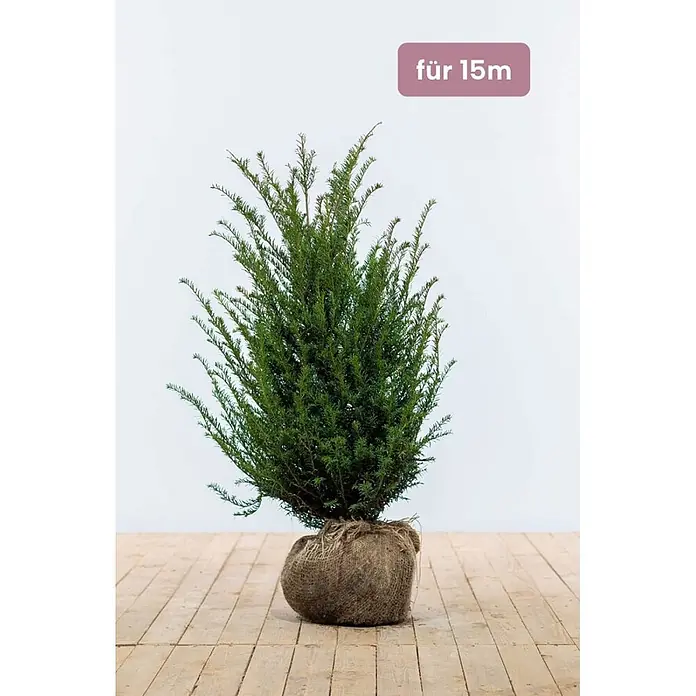 Heijnen Pflanzen Heimische Eibe - Taxus baccata, Topfgröße: 25 cm, Aktuelle Wuchshöhe: 80 cm - 100 cm - Grünpflanze mit Juteballen, beschriftet mit 'für 15m'.