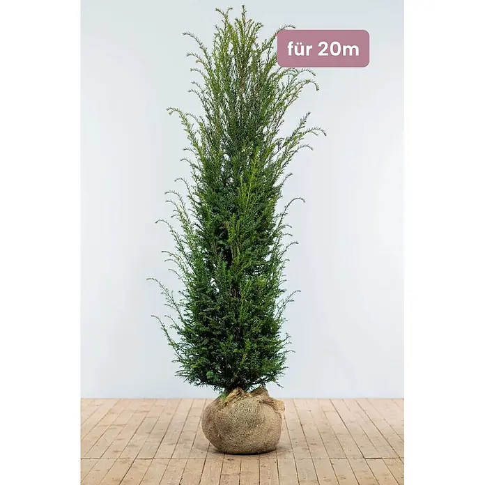 Heijnen Pflanzen Heimische Eibe - Taxus baccata, Topfgröße: 30 cm, Aktuelle Wuchshöhe: 180 cm - 200 cm - Schlanke, immergrüne Pflanze mit grünem Laub, Wurzelballen in Jute verpackt. Beschriftung: "für 20m".
