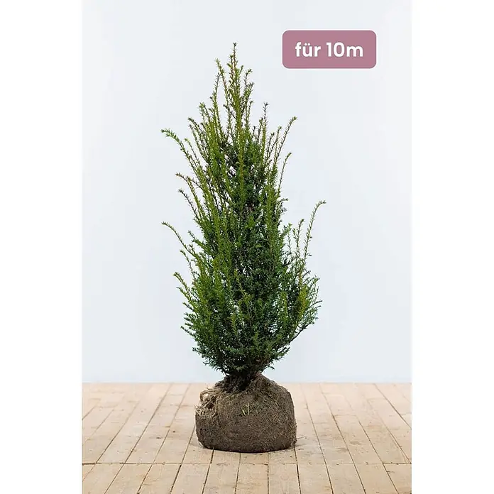 Heijnen Pflanzen Heimische Eibe - Taxus baccata, Topfgröße: 25 cm, Aktuelle Wuchshöhe: 100 cm - 120 cm - Grüne immergrüne Pflanze mit Jutesack-Wurzelballen, geeignet für 10 Meter Bepflanzung.