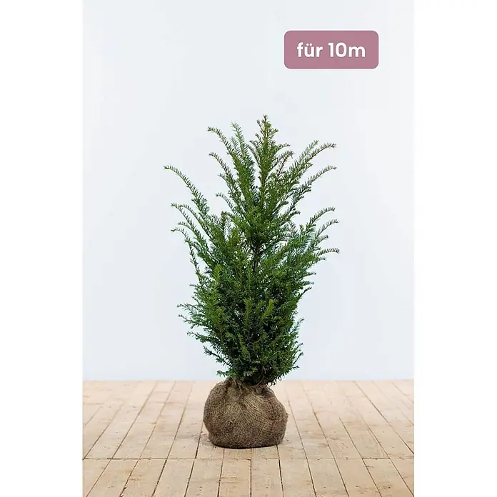 Heijnen Pflanzen Heimische Eibe - Taxus baccata, Topfgröße: 25 cm, Aktuelle Wuchshöhe: 60 cm - 80 cm - Kompakte grüne Konifere im Jutesack, geeignet für 10m.