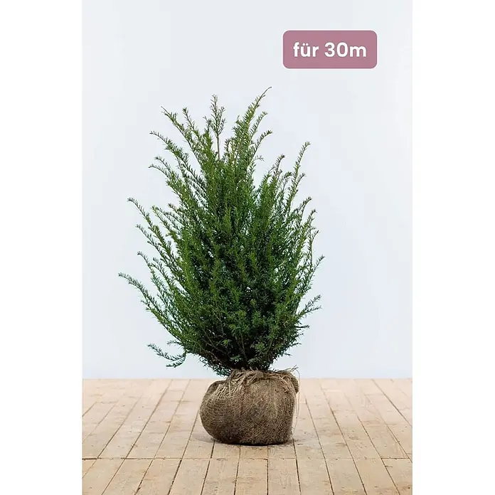 Heijnen Pflanzen Heimische Eibe - Taxus baccata, Topfgröße: 25 cm, Aktuelle Wuchshöhe: 80 cm - 100 cm - Junge immergrüne Pflanze mit grünem Laub, Wurzelballen in Jute verpackt, geeignet für 30m.