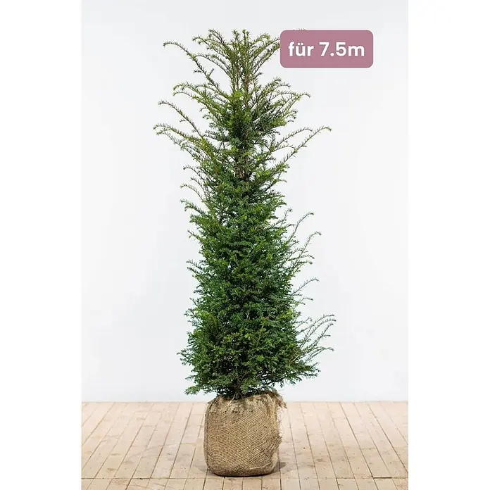 Heijnen Pflanzen Heimische Eibe - Taxus baccata, Topfgröße: 28 cm, Aktuelle Wuchshöhe: 140 cm - 160 cm - Hoher grüner Nadelbaum mit Wurzelballen in Jutestoff, für 7,5m Höhe.