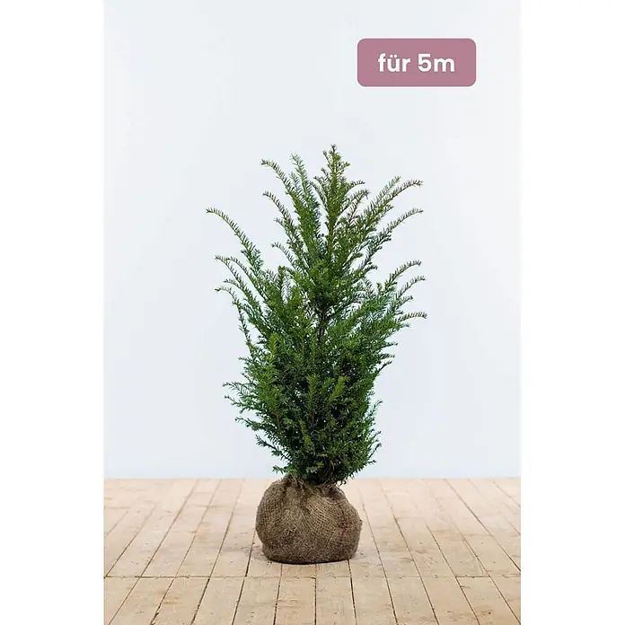 Heijnen Pflanzen Heimische Eibe - Taxus baccata, Topfgröße: 25 cm, Aktuelle Wuchshöhe: 60 cm - 80 cm - Kleiner grüner Nadelbaum mit Wurzelballen im Jutesack, beschriftet mit 'für 5m'.