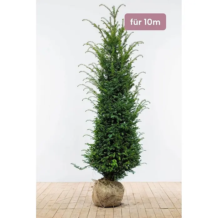 Heijnen Pflanzen Heimische Eibe - Taxus baccata, Topfgröße: 30 cm, Aktuelle Wuchshöhe: 160 cm - 180 cm - Grüner Nadelbaum mit Wurzelballen in Jutestoff, beschriftet "für 10m".