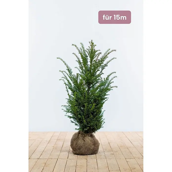 Heijnen Pflanzen Heimische Eibe - Taxus baccata, Topfgröße: 25 cm, Aktuelle Wuchshöhe: 60 cm - 80 cm - Ein kleiner Nadelbaum mit im Jutesack verpacktem Wurzelballen, bereit zum Pflanzen.