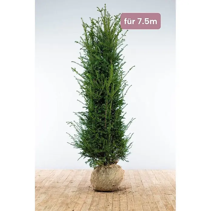 Heijnen Pflanzen Heimische Eibe - Taxus baccata, Topfgröße: 40 cm, Aktuelle Wuchshöhe: 200 cm - 225 cm - Schlanke, immergrüne Pflanze mit dichtem dunkelgrünem Laub, Wurzelballen in Jute gewickelt. Beschriftet mit 'für 7.5m'.