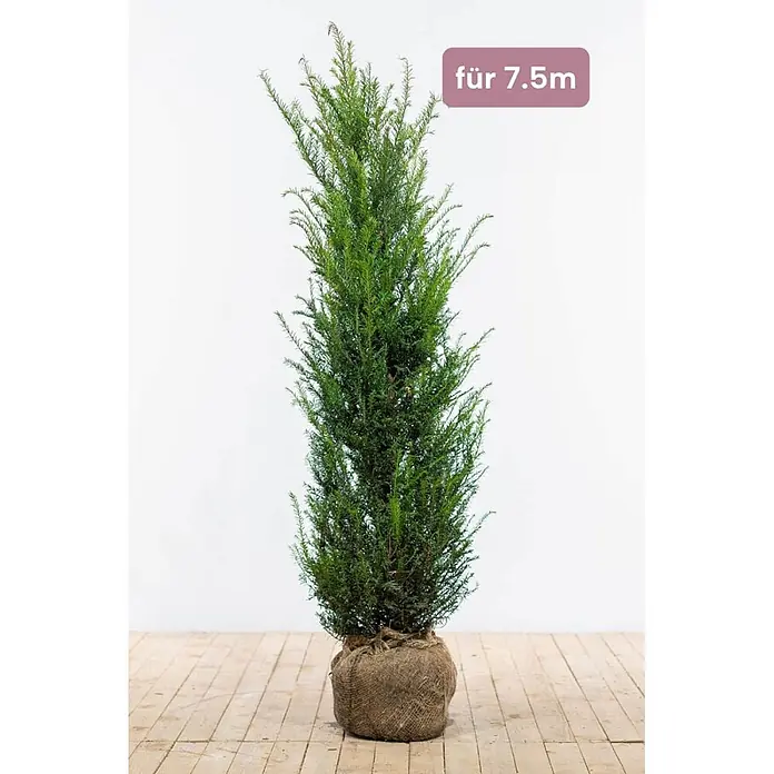Heijnen Pflanzen Heimische Eibe - Taxus baccata, Topfgröße: 28 cm, Aktuelle Wuchshöhe: 120 cm - 140 cm - Große, grüne immergrüne Pflanze, Wurzelballen in Jute, für 7,5m.