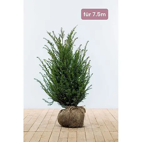 Heijnen Pflanzen  Heimische Eibe