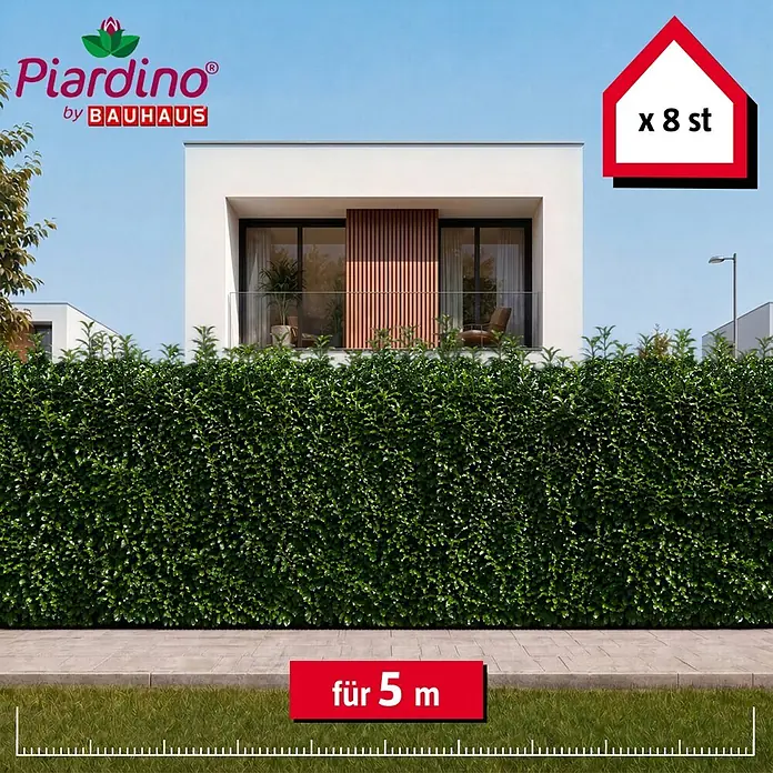 Piardino Kirschlorbeer Genolia - 175 cm - 200 cm, Prunus laurocerasus 'Genolia', 8 Stk. - Grüne Heckenpflanzen, 8 Stück, für eine 5 Meter lange Hecke.
