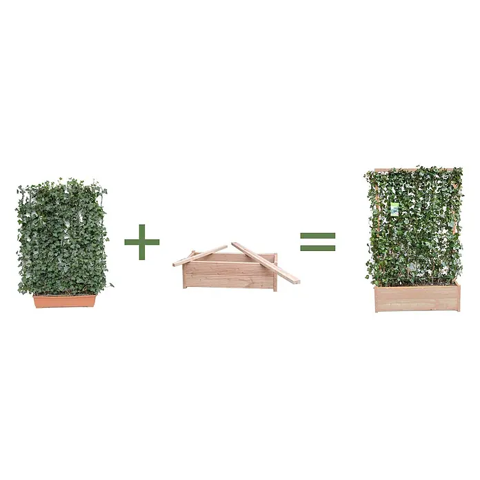 Helix Fertighecke Hecke am laufenden Meter® Balkon Komplettset - Hedera helix 'Woerneri', 100 x 20 x 166 cm - Pflanzkasten aus Holz mit integriertem grünem Efeu-Pflanzenspalier.