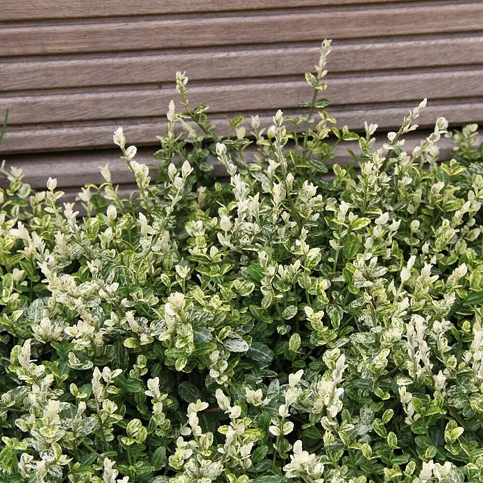 Helix Spindelstrauch - Euonymus fort. 'Silverstone ®', Topfgröße: 9 cm, Weiß-Grün - Buntblättriges grün-weißes Laub eines Strauchs vor einer braunen Lattenwand aus Holz.