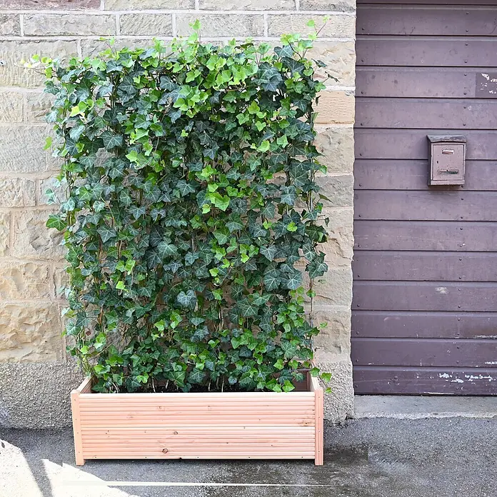 Helix Fertighecke Hecke am laufenden Meter® Balkon Komplettset - Hedera helix 'Woerneri', 100 x 20 x 166 cm - Holz-Pflanzkasten mit integriertem Efeu-Spalier, als natürlicher Sichtschutz neben einem Gebäude.