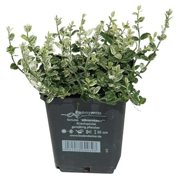 Helix Spindelstrauch - Euonymus fort. 'Silverstone ®', Topfgröße: 9 cm, Weiß-Grün - Bunte Euonymus 'Silverstone' Pflanze in einem dunkelgrauen Topf, ganzjährig pflanzbar.