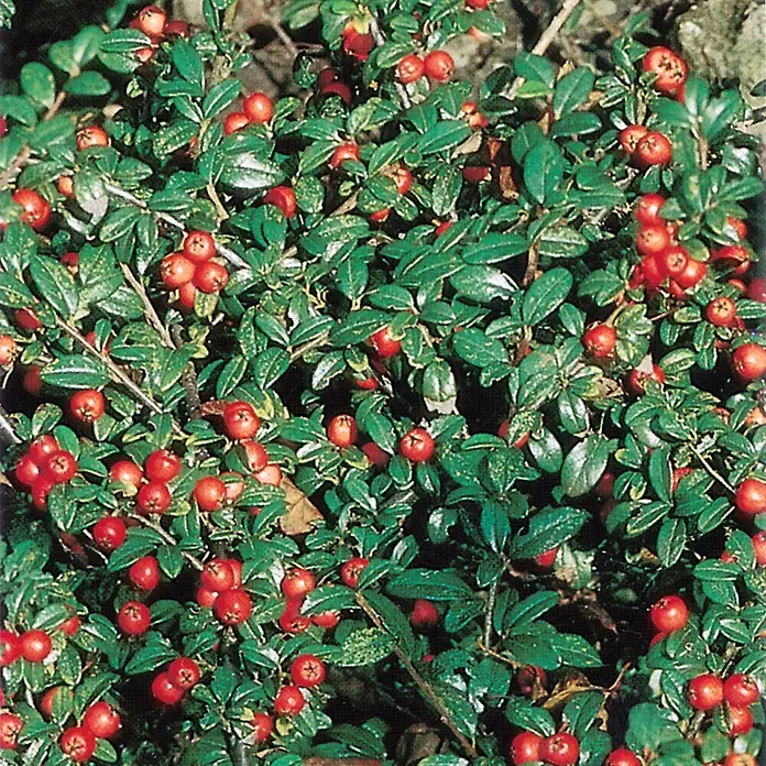 Helix Zwergmispel - Cotoneaster dammeri 'Eichholz', Topfgröße: 9 cm - Dichter grüner Busch mit zahlreichen leuchtend roten Beeren.