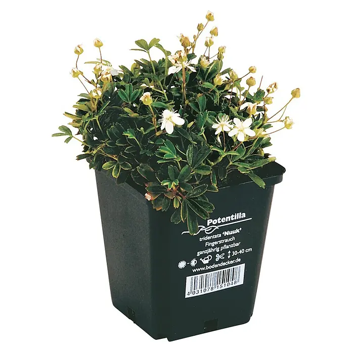 Helix Fingerstrauch - Potentilla tridentata Nuuk, Topfgröße: 9 cm, Weiß - Kleine Pflanze mit grünen Blättern und weißen Blüten in einem schwarzen Plastiktopf mit Produktetikett.