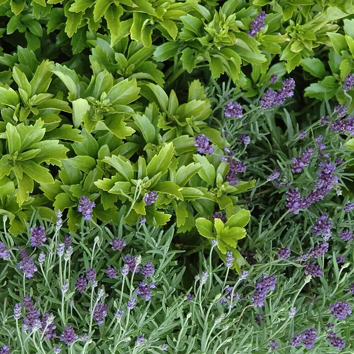 Helix Dickmännchen -  - Üppiges grünes Laub mit gezackten Blättern, vermischt mit violetten Lavendelblüten.