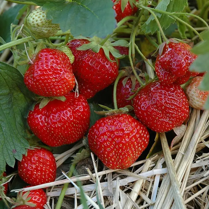 Helix Erdbeere Hummi ® 'Meraldo' - Fragaria ananassa, Erntezeit: Juni - Nahaufnahme von reifen roten und unreifen grünen Erdbeeren, die an Pflanzen in Strohmulch wachsen.