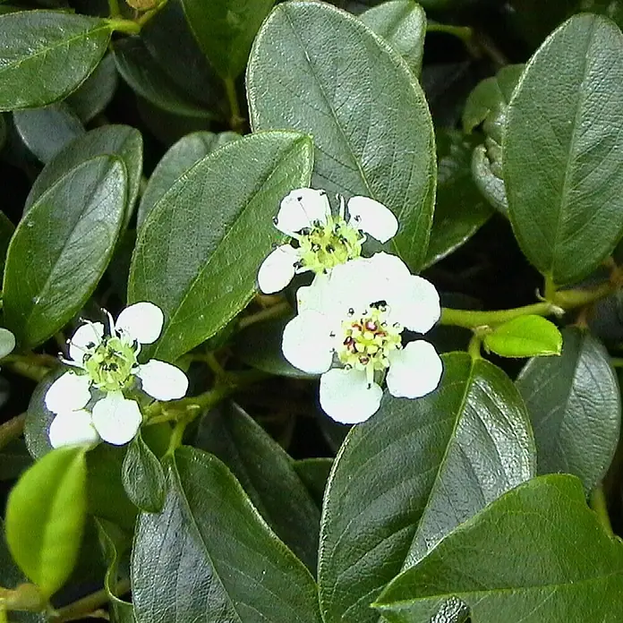 Helix Zwergmispel - Cotoneaster dammeri radicans, Topfgröße: 9 cm - Nahaufnahme einer Pflanze mit kleinen weißen Blüten, gelb-roten Zentren und glänzenden dunkelgrünen Blättern.