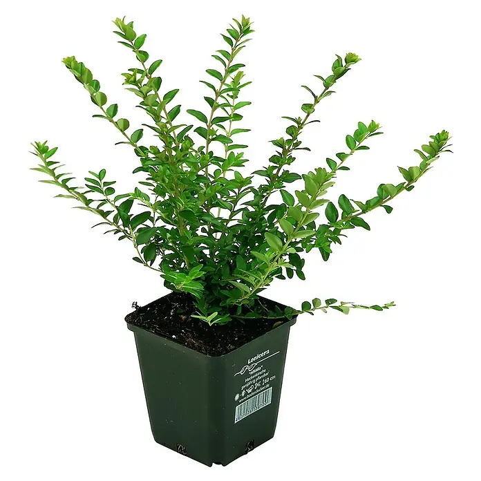 Helix Heckenkirsche - Lonicera nitida, Topfgröße: 9 cm, Aktuelle Wuchshöhe: 30 cm - Eine getopfte Lonicera-Pflanze mit grünem Laub in einem dunkelgrünen quadratischen Kunststofftopf.
