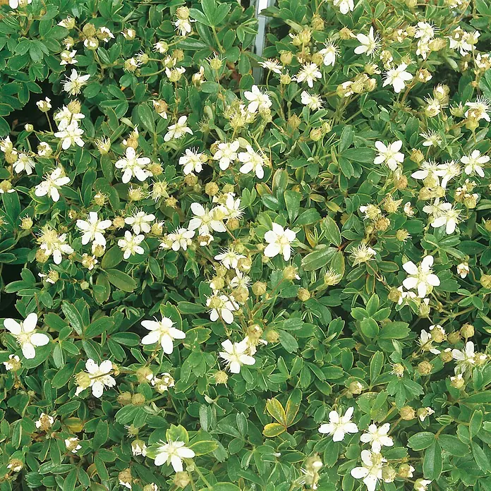 Helix Fingerstrauch - Potentilla tridentata Nuuk, Topfgröße: 9 cm, Weiß - Dichtes grünes Laub mit kleinen weißen fünfblättrigen Blüten und Knospen, eine lebendige Zierpflanze darstellend.