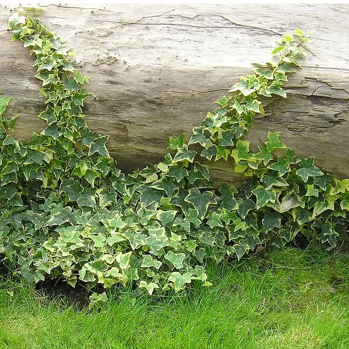 Helix Efeu -  - Buntblättriger Efeu mit grünen und gelben Blättern bedeckt einen verwitterten Baumstamm, mit üppigem grünen Gras darunter.