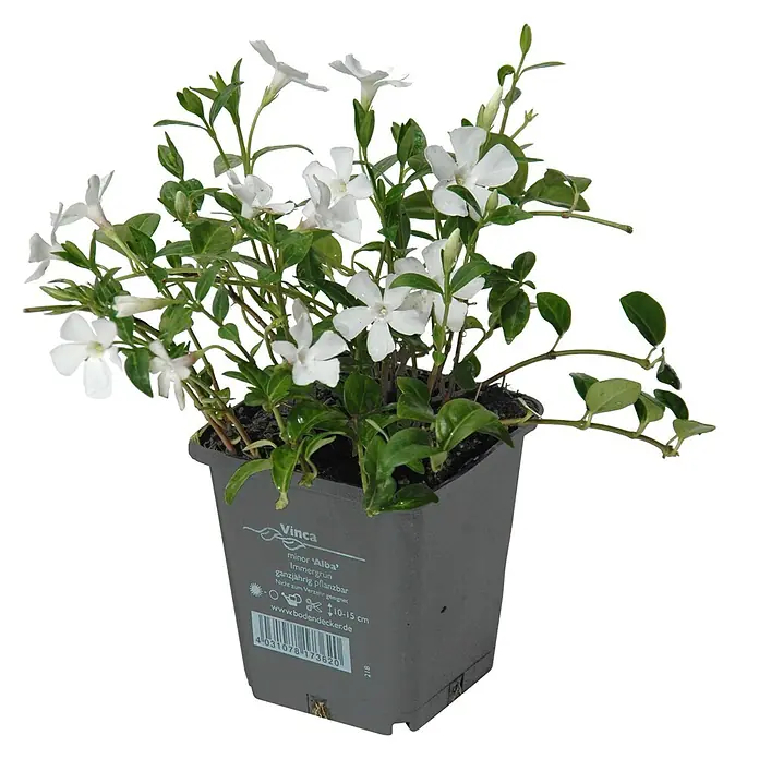 Helix Kleinblättriges Immergrün - Vinca minor 'Alba', Topfgröße: 9 cm, Weiß - Weiße Vinca minor 'Alba' Pflanze mit grünen Blättern im grauen quadratischen Topf.