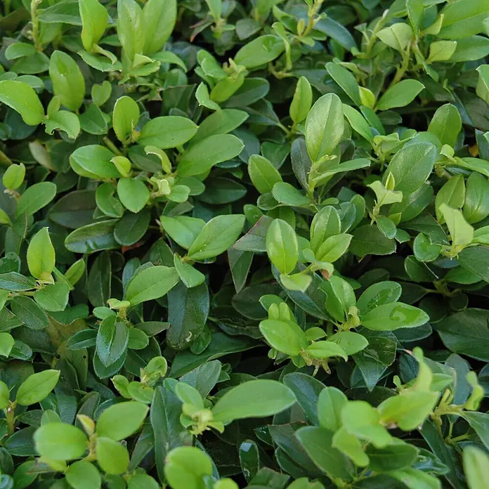 Helix Zwergmispel - Cotoneaster dammeri radicans, Topfgröße: 9 cm - Üppiges, dichtes Laub kleiner, leuchtend grüner Blätter, teils mit Wassertropfen, was ein frisches, gesundes Aussehen verleiht.