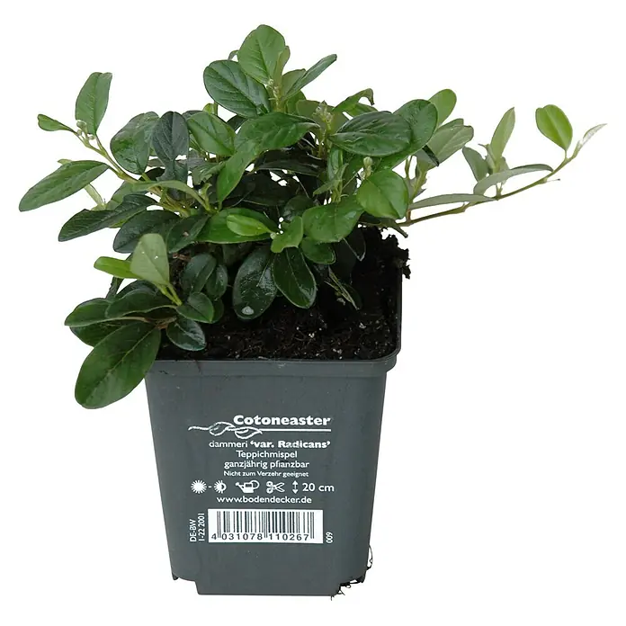 Helix Zwergmispel - Cotoneaster dammeri radicans, Topfgröße: 9 cm - Grüne Cotoneaster dammeri 'Radicans' Pflanze im dunkelgrauen Plastiktopf mit Etikett und Produktinformationen.