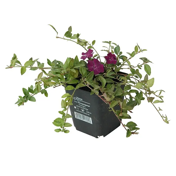 Helix Kleinblättriges Immergrün - Vinca minor 'Atropurpurea', Topfgröße: 9 cm - Vinca minor 'Atropurpurea' Pflanze mit grünen Blättern und violetten Blüten in einem schwarzen Topf.