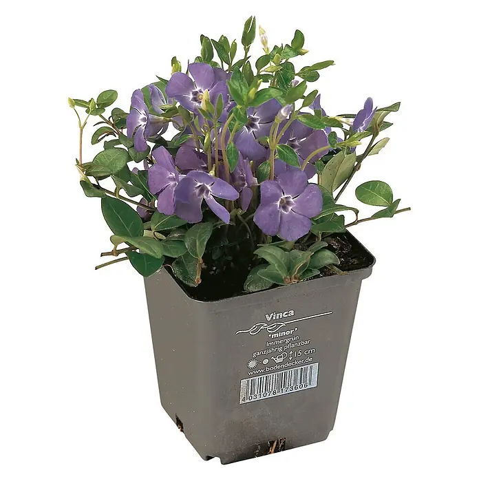 Helix Kleinblättriges Immergrün - Vinca minor, Topfgröße: 9 cm, Blau - Immergrün Vinca minor mit violetten Blüten in einem grauen Kunststofftopf.