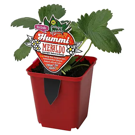 Helix  Erdbeere Hummi ® 'Meraldo'