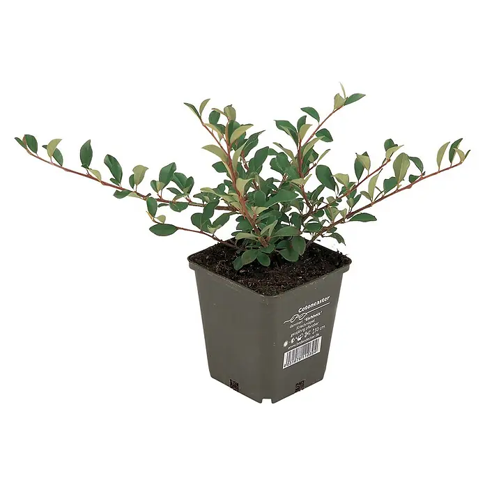 Helix Zwergmispel - Cotoneaster dammeri 'Eichholz', Topfgröße: 9 cm - Grüner Cotoneaster-Strauch in einem dunkelgrauen Kunststofftopf mit Produktetikett und Barcode.
