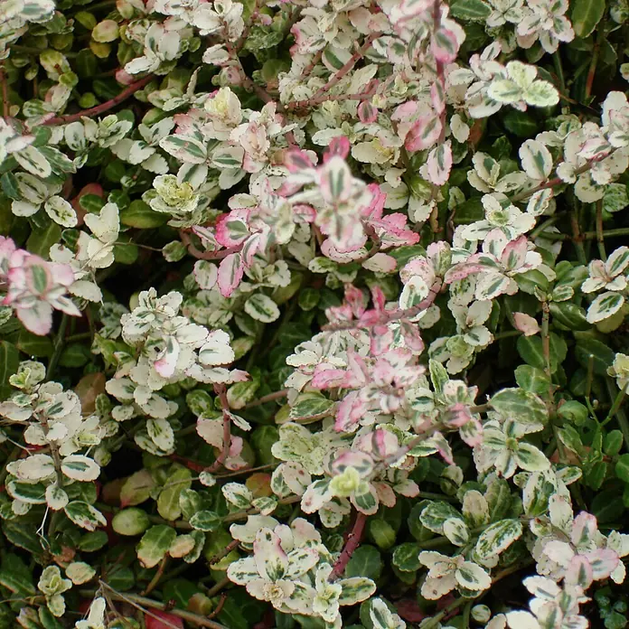 Helix Spindelstrauch - Euonymus fort. 'Silverstone ®', Topfgröße: 9 cm, Weiß-Grün - Nahaufnahme einer panaschierten Pflanze mit kleinen, ovalen Blättern in Grün, Weiß und Rosa, die ein gesprenkeltes Muster zeigen.