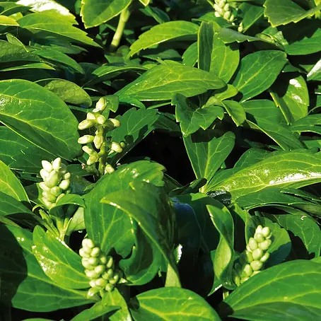 Helix  Dickmännchen