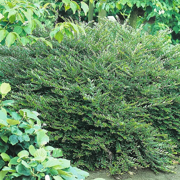 Helix Heckenkirsche - Lonicera nitida, Topfgröße: 9 cm, Aktuelle Wuchshöhe: 30 cm - Dichter, leuchtend grüner Strauch mit kleinen, länglichen Blättern, ideal für Gartengestaltung oder Hecken.