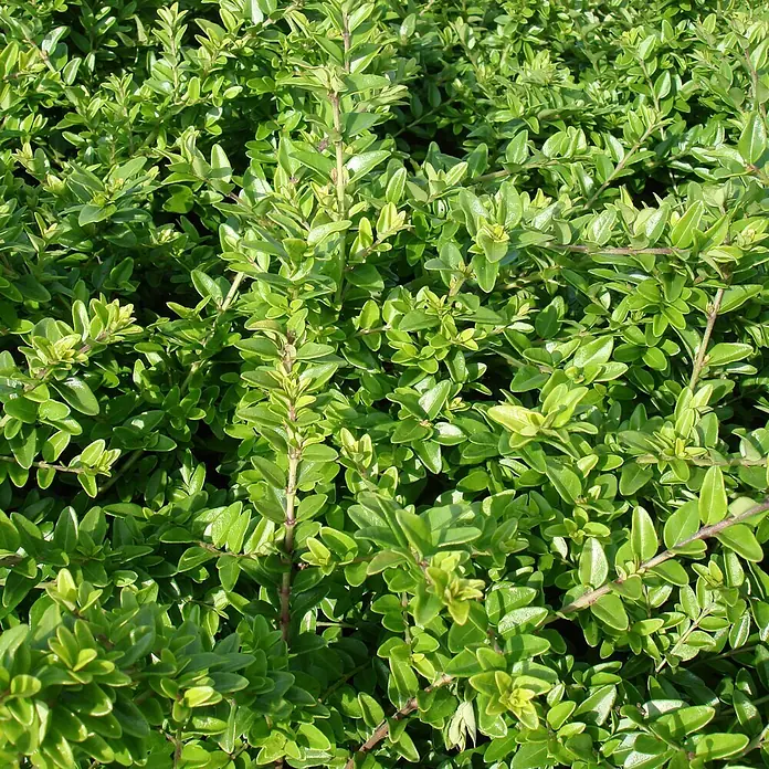 Helix Heckenkirsche - Lonicera nitida, Topfgröße: 9 cm, Aktuelle Wuchshöhe: 30 cm - Üppiges, dichtes grünes Laub mit glänzenden Blättern, das auf eine gesunde Hecke oder einen Strauch hinweist.