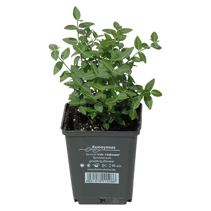 Helix Spindelstrauch - Euonymus fort. var. radicans, Topfgröße: 9 cm, Dunkelgrün - Kleine grüne Euonymus fortunei Pflanze in einem dunkelgrauen Plastiktopf mit Produktetikett und Barcode.